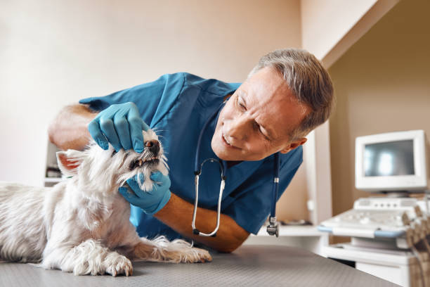 Best Emergency Dental Care for Abscessed Tooth in Gonzalez, FL